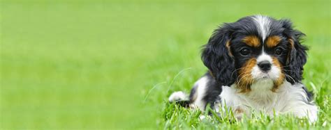 Cavalier King Charles Spaniel Dog Names | Popular Male and Female Names ...