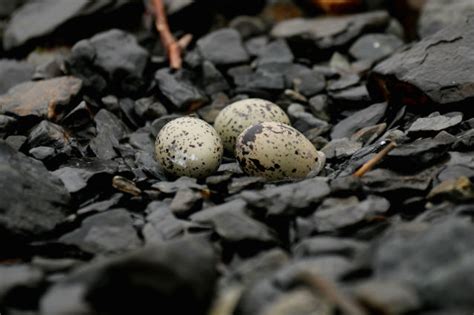 Black Oystercatcher Monitoring (U.S. National Park Service)