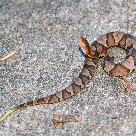 Baby copperheads: When are they born, what do they look like? | Rock ...