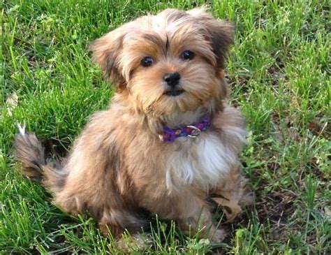 Chihuahua Yorkie Mix Female Chorkie Haircuts - Pets Lovers