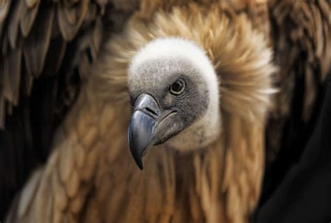 cape vulture - Africa Geographic