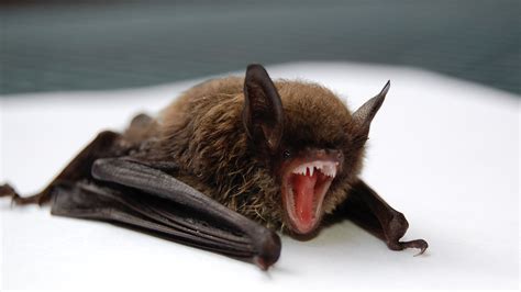 Vampire bats: nature's blood banks - Bloodworks Northwest Blog