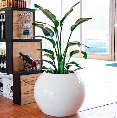 Best Pots for Indoor Plants: Top 10 Indoor Planters - Pots Planters & More