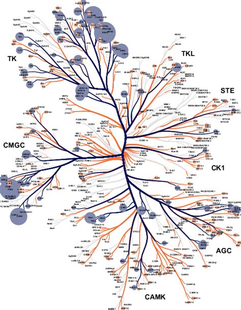 Human protein kinase tree where selected kinases are highlighted ...