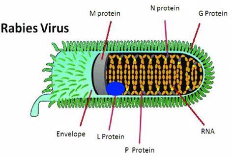 Rabies Virus Antigens - Creative Diagnostics