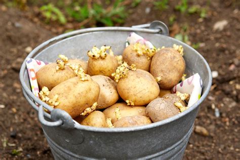 How to Plant Seed Potatoes