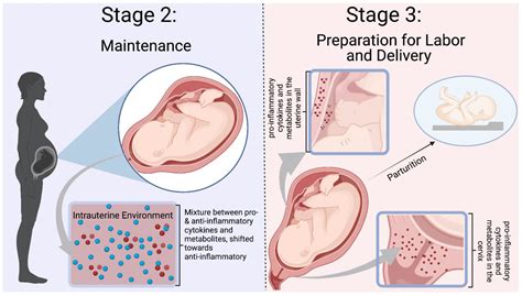 The role of omega-3 and omega-6 metabolites during pregnancy