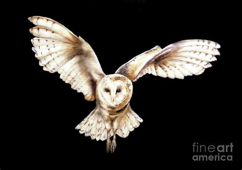 Barn Owl In Flight Painting by Marie Burke