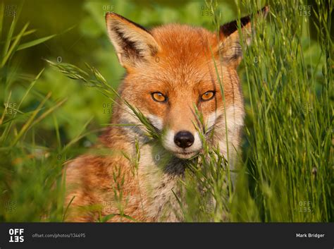 Close up of a red fox in its habitat stock photo - OFFSET