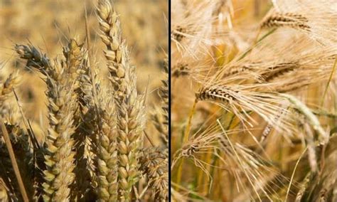 Wheat Vs Barley: What's The Difference? - Epic Gardening