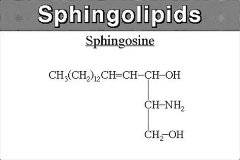 Biochemistry Ch. 5 Lipids Flashcards | Quizlet