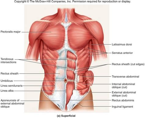 Torso Muscles (front) Diagram | Quizlet