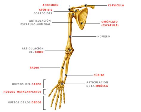 dibujo de los huesos de las extremidades inferiores - Buscar con Google ...