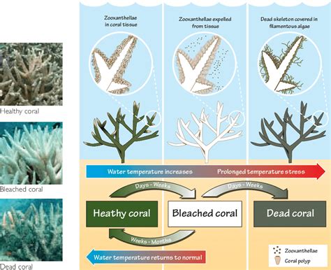 Coral Bleaching Process