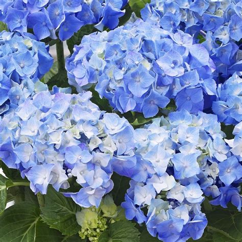 Buy mophead hydrangea Hydrangea macrophylla 'Little Blue': Delivery by ...