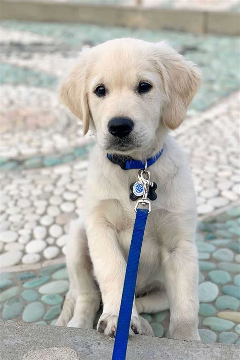 100+ Golden Retriever Dog Names - What Should You Name Your Puppy ...