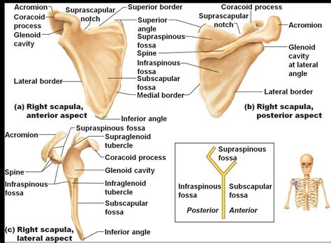 diagram of the scapular bone