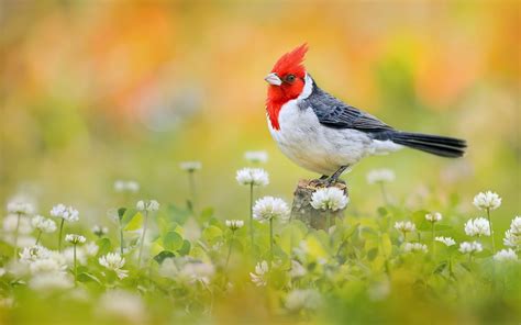 Download Cardinal Bird Animal Red-Crested Cardinal HD Wallpaper