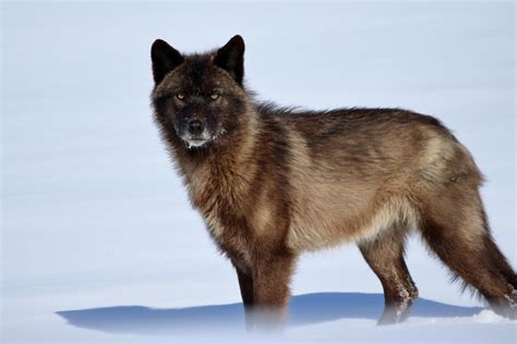 My close encounter with a wild wolf in Northern Alaska : r/wolves