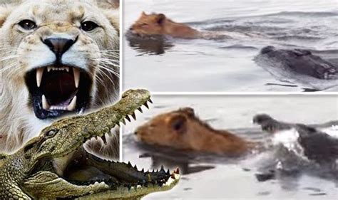 Crocodile attacks lion in Africa | Nature | News | Express.co.uk