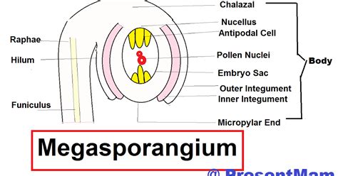 new world " CREATED": Structure of Megasporangium