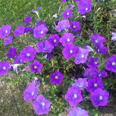 Purple Petunias: Annual | Purple petunias, Petunias, Flower power