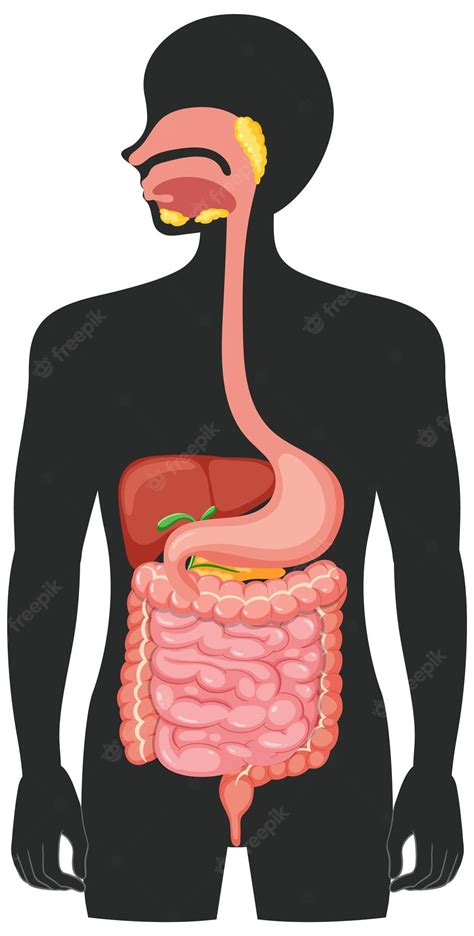 Human Body Clip Art by Phillip Martin, Digestive System - Clip Art Library