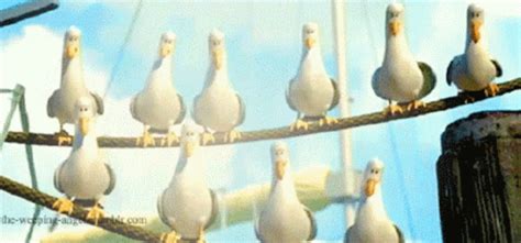 Mine Seagulls GIF - Mine Seagulls - Discover & Share GIFs