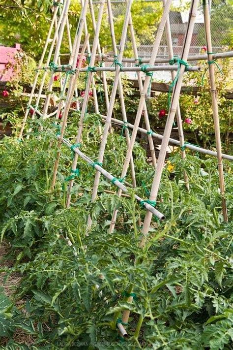 Diy Tomato Trellis Ideas: A Must-Try For Gardening Enthusiasts In 2023