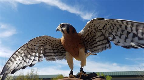 The Smallest Falcon (ft. Deb Williams) - Great Plains Nature Center