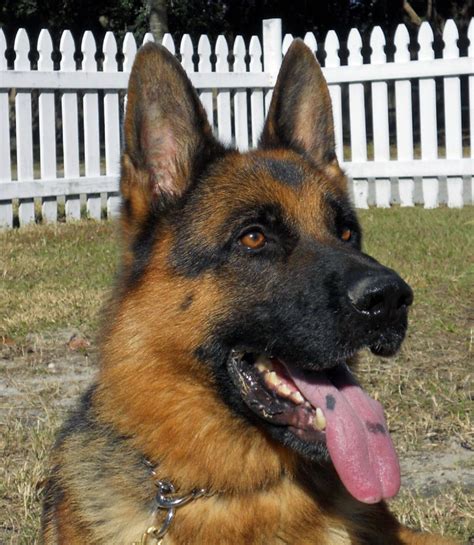 German Shepherd Dogs, Trained Guard Dogs for Sale in Sanford, FL ...