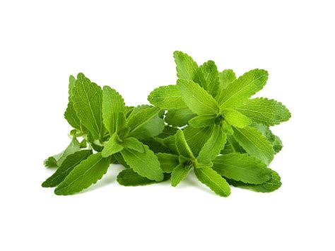 Stevia: 10 Side Effects of Stevia