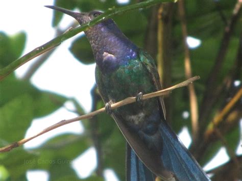 Hummingbird in Brazil. Brazilian Hummingbird.