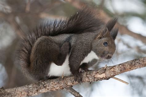 Where can I see the Japanese Squirrel in the wild