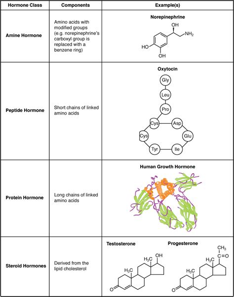 File:1802 Examples of Amine Peptide Protein and Steroid Hormone ...