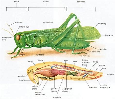 Avodah Zarah 51a ~ The Neck of a Grasshopper — Talmudology