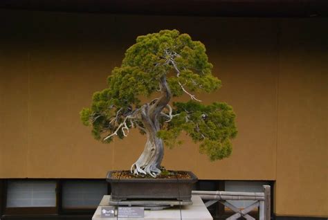 Juniper Bonsai Watering Management: Everything You Need to Know