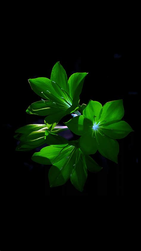 Green flowers, black, dark, light, nature, HD phone wallpaper | Peakpx