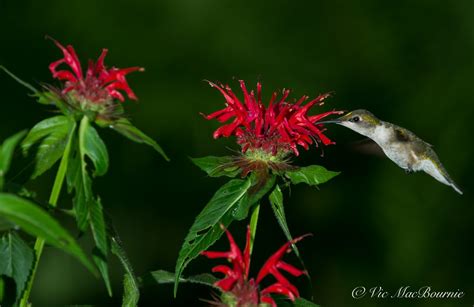 How to Make Nectar (sugar water) for Hummingbirds — FERNS & FEATHERS