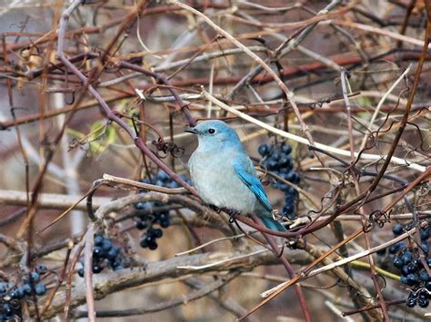 Mountain Bluebird - NestWatch