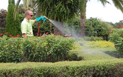 Sod Webworms: A Florida Summer Pest – Floralawn