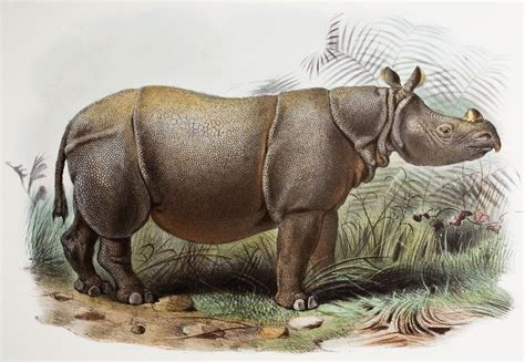 Javan rhinoceros | Population, Habitat, & Facts | Britannica