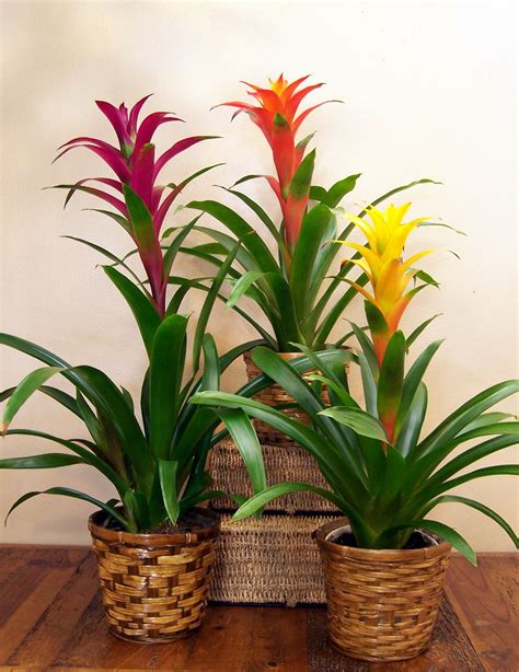 How to take care of your indoor Bromeliads – Bromeliad Society of New ...