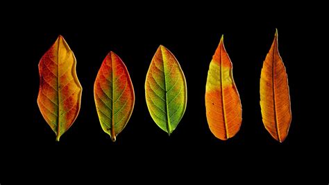 Download wallpaper 1920x1080 leaves, autumn, darkness, macro full hd ...