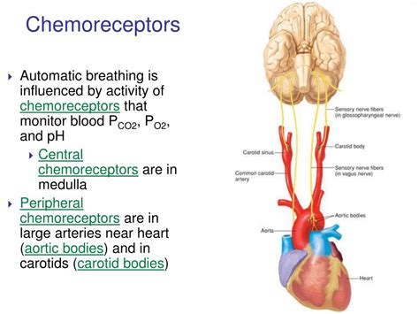 Chemoreceptors Location