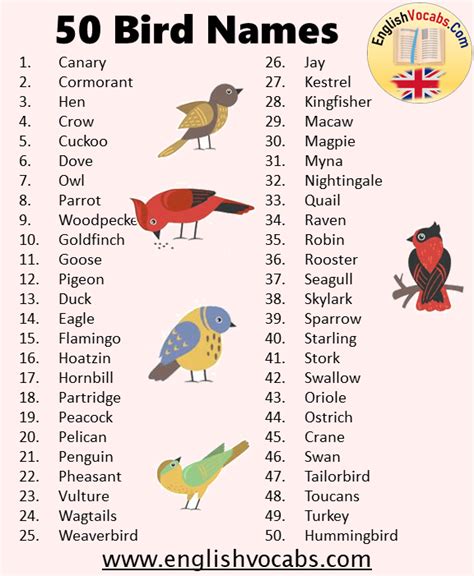 50 Bird Name List - English Vocabs