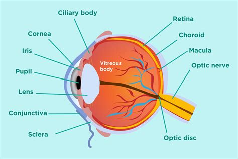 Parts Of The Eye And Their Functions - Free Printable Worksheet