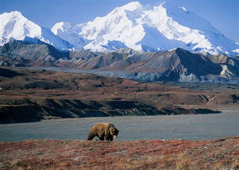 Visit Denali National Park on a trip to Alaska | Audley Travel