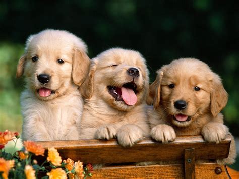 Puppies Make My World - SiOWfa13: Science in Our World: Certainty and ...