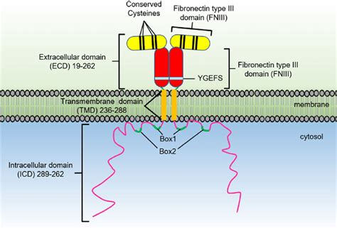 | The growth hormone receptor domain organization. | Download ...